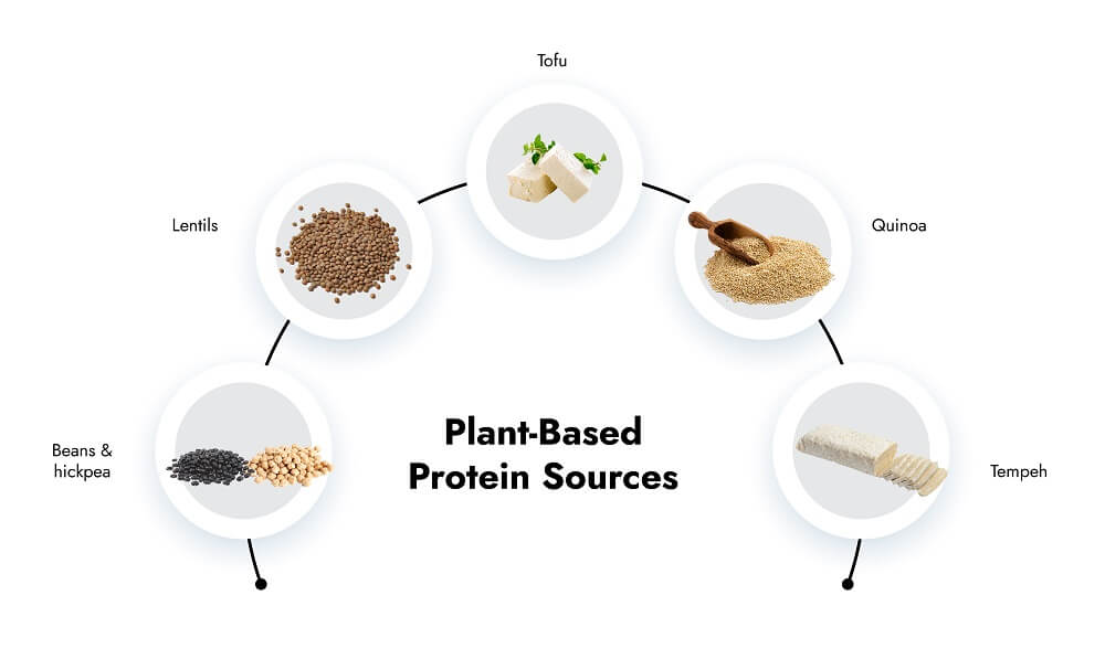 Plant Based Protein Sources - Fitlife mantra