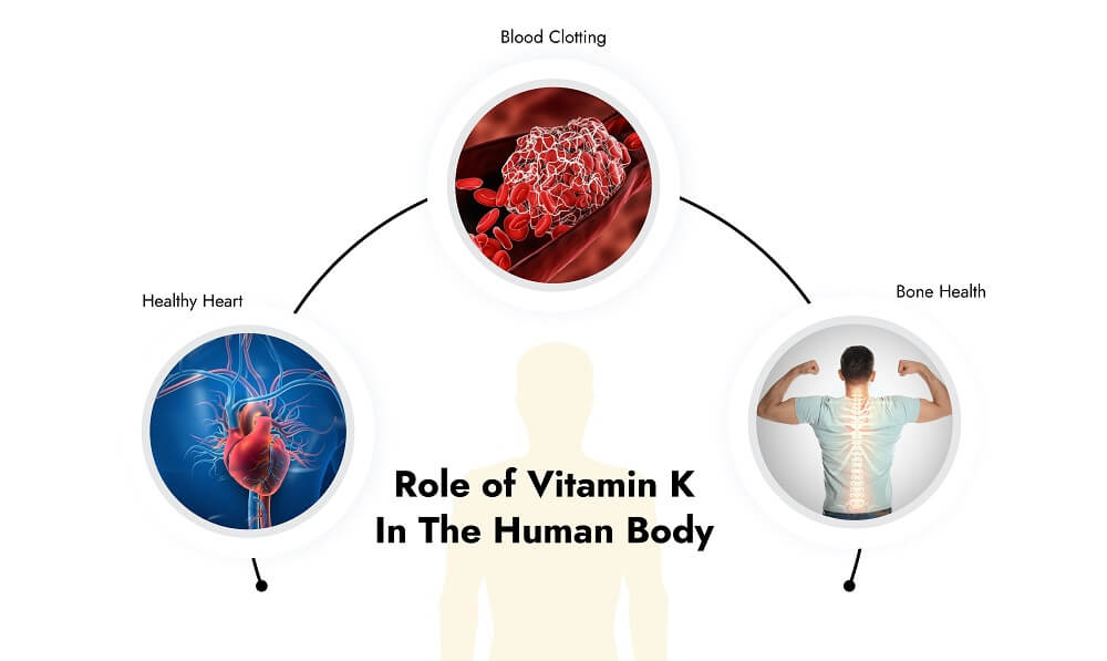 Role of Vitamin K in the Human Body - Fitlife Mantra